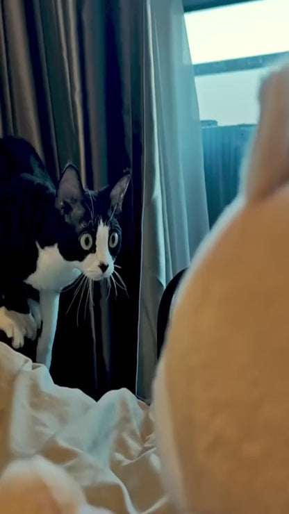 Real cats wrestling the Sensei Cat puppet