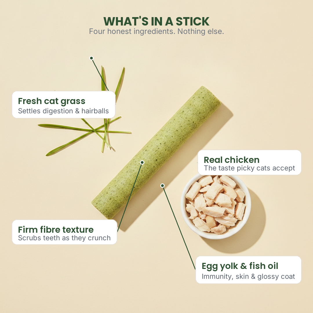 grass anatomy