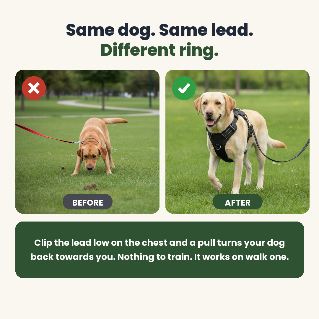 A dog pulling on a collar versus walking calmly on the harness