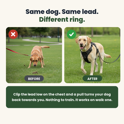 A dog pulling on a collar versus walking calmly on the harness