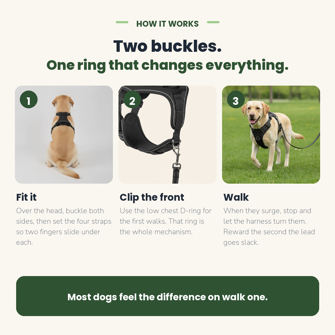 How to fit and use the no-pull harness in three steps