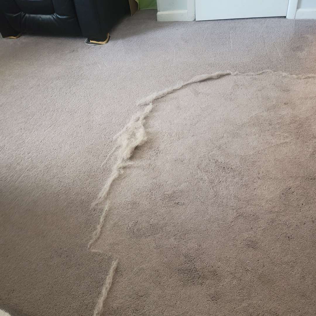 A long line of pet hair pulled out of a carpet