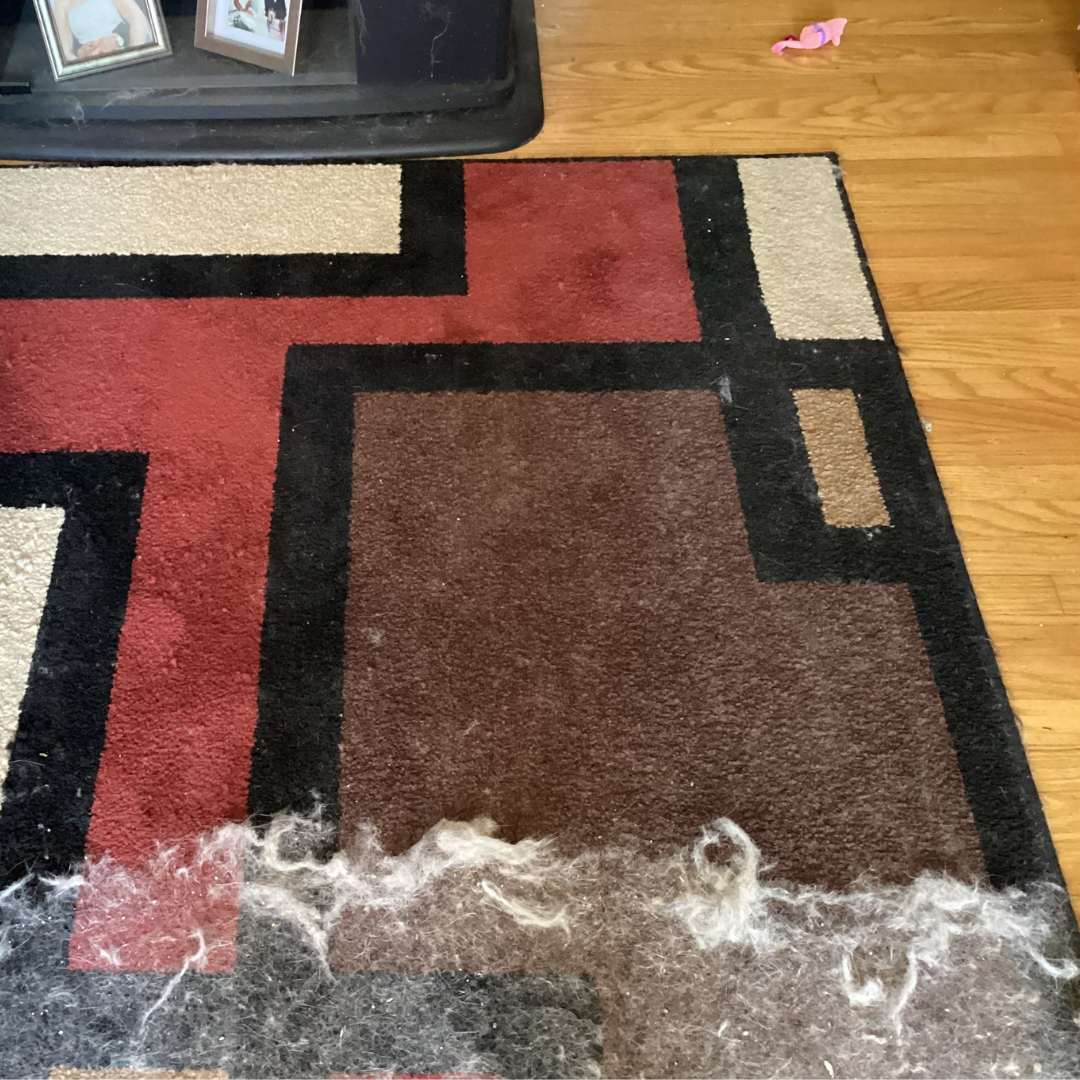 Pet hair gathered at the edge of a rug