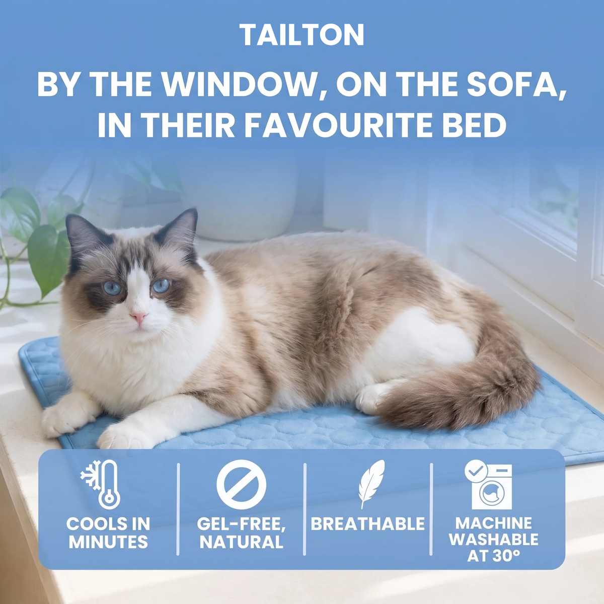 Tailton cooling mat - by the window on the sofa in their favourite bed