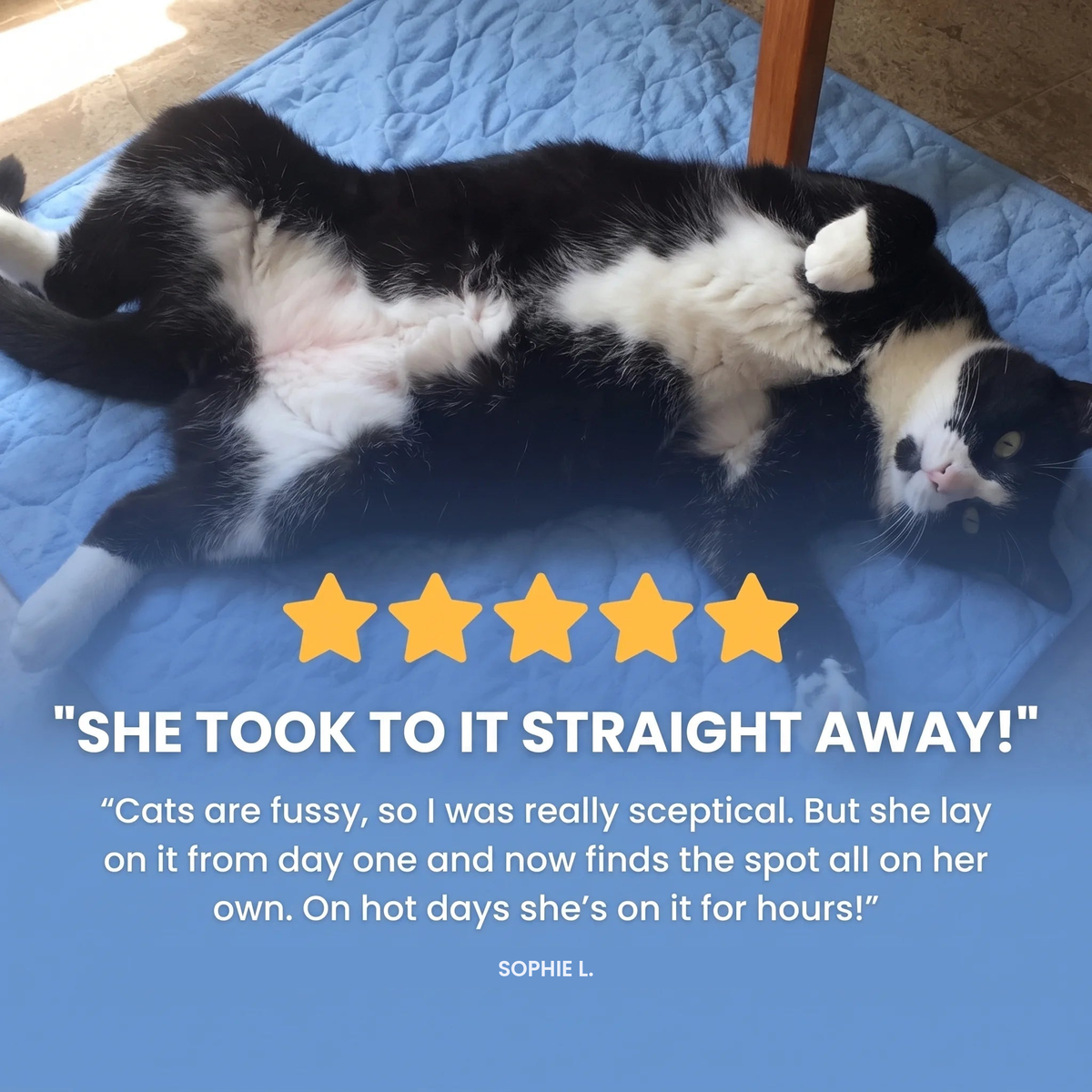 Five star review - she took to it straight away