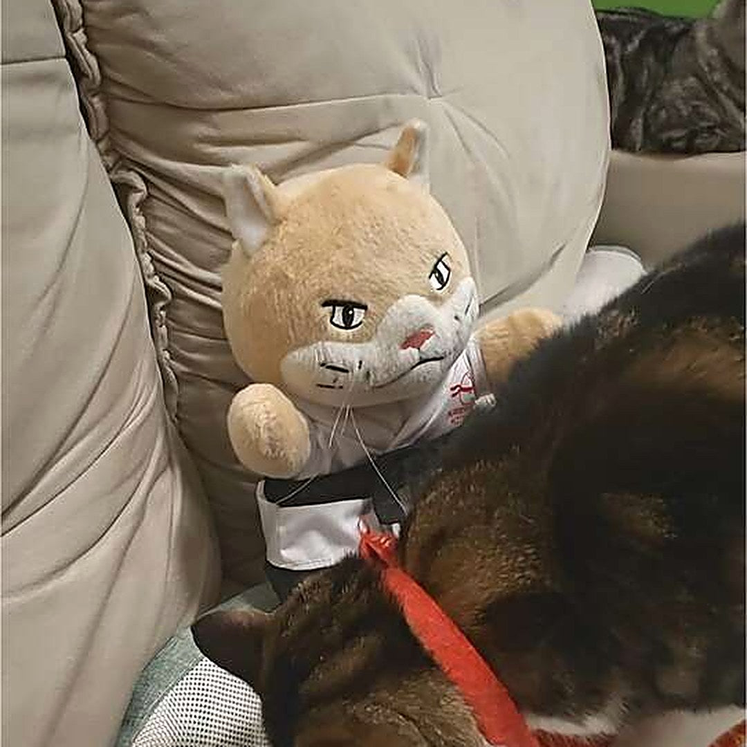 A tabby cat biting the Sensei Cat puppet on the sofa