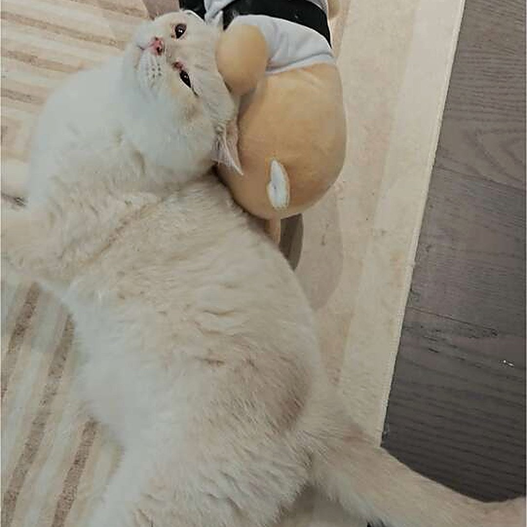 A white cat grappling the Sensei Cat puppet on the floor