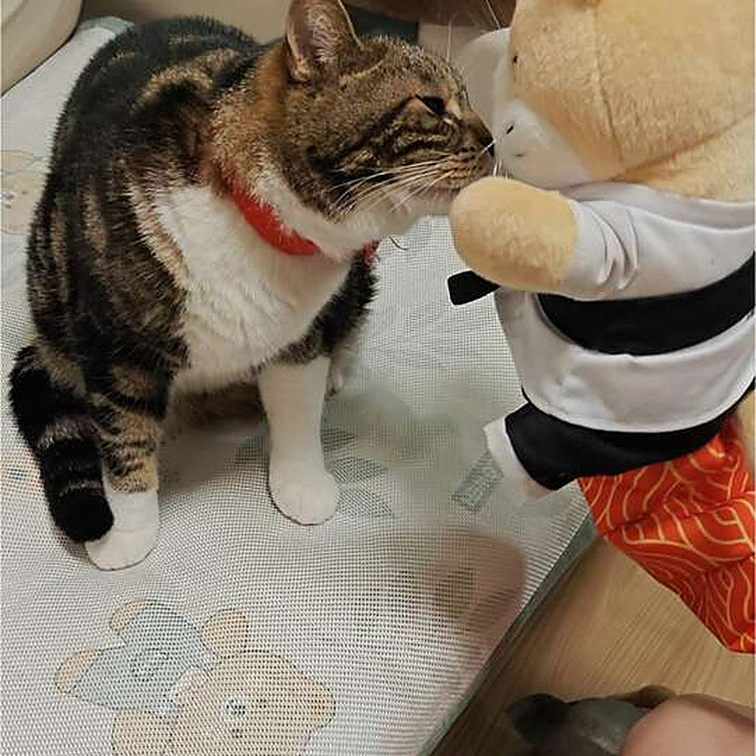 A tabby cat meeting the Sensei Cat puppet nose to nose